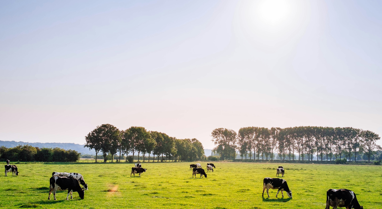 Koeien grazen op grasland