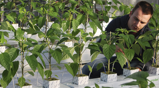 Samenvatting voedingselementen paprika - Micro-elementen