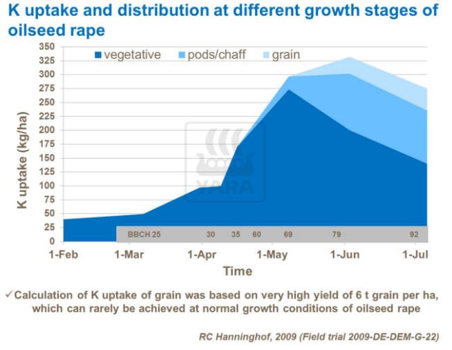 Absorption et distribution du potassium à différents stades de croissance du colza
