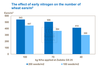 Effet azote sur épis de blé