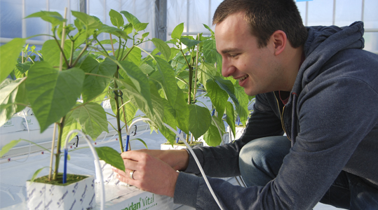 Samenvatting voedingselementen paprika - Macro-elementen