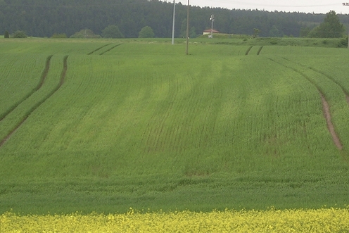 Foto 1. Pleksgewijze mangaantekorten in het veld