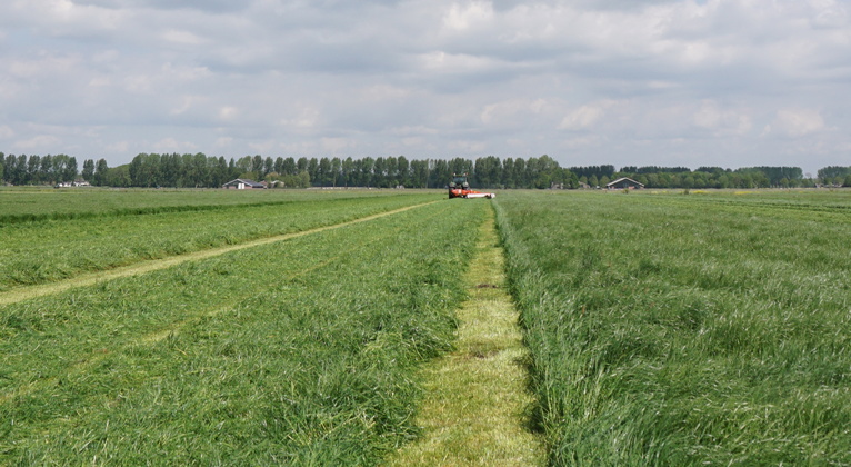 Fosfaatgebrek (p) in Grasland