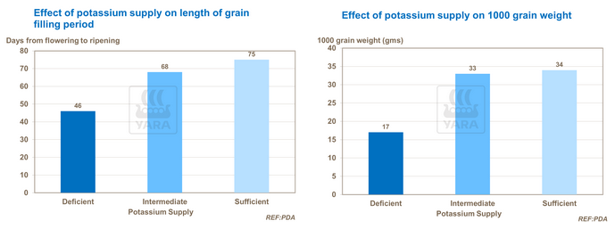 Effet du potassium sur longueur des grains