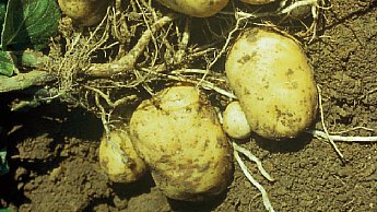 Besoins grossissement