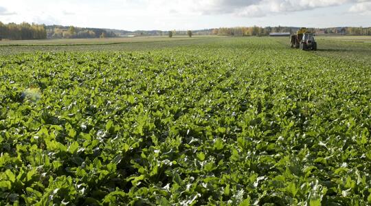 AA06 01 MB YaraVita Solatrel betteraves sucres.jpg