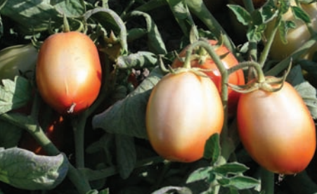Zonnebrand in tomaten
