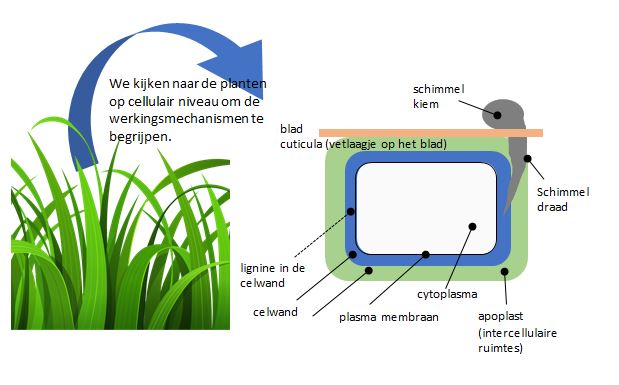 Sporenelementen voorkomen ziekten diagram.JPG