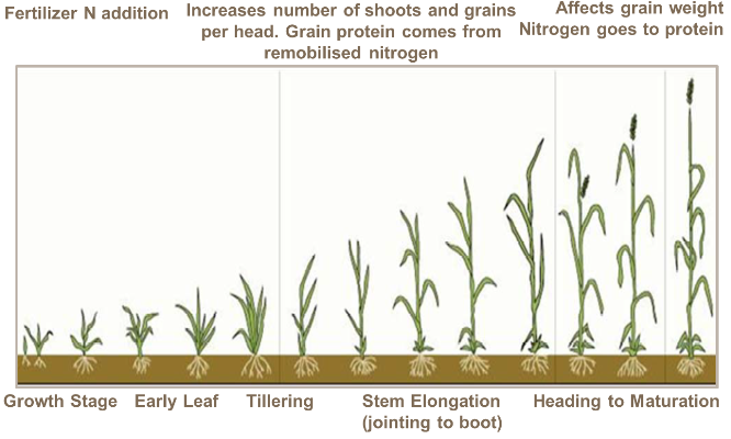 Schéma croissance du blé