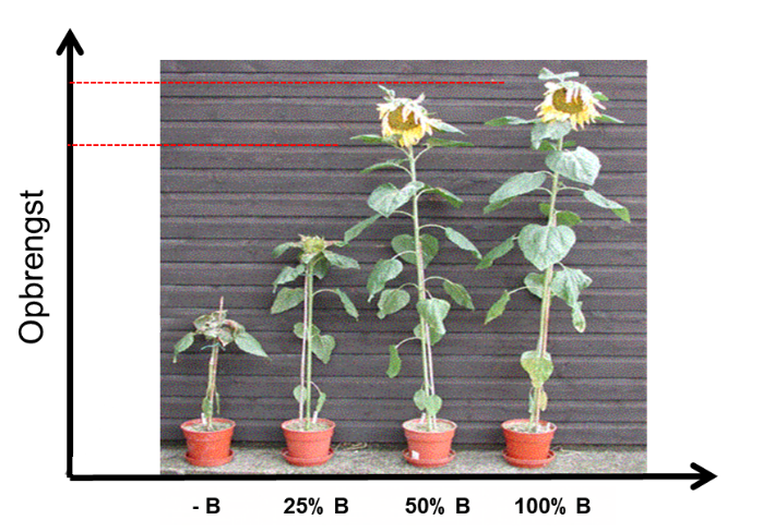 Art2 Hidden Hunger Figuur 2 Boriumgebrek bij zonnebloem.png