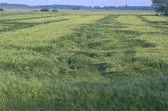 Nauwkeurig strooien