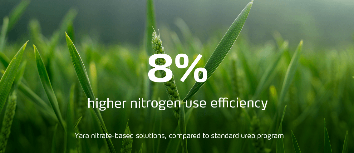 8% higher nitrogen-use efficiency