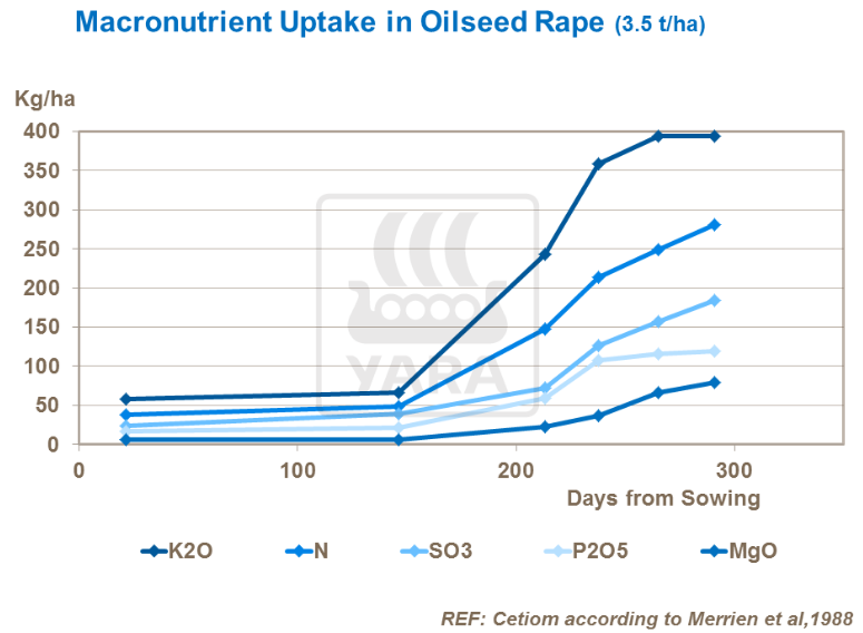 Absorption des macro-nutriments par le colza
