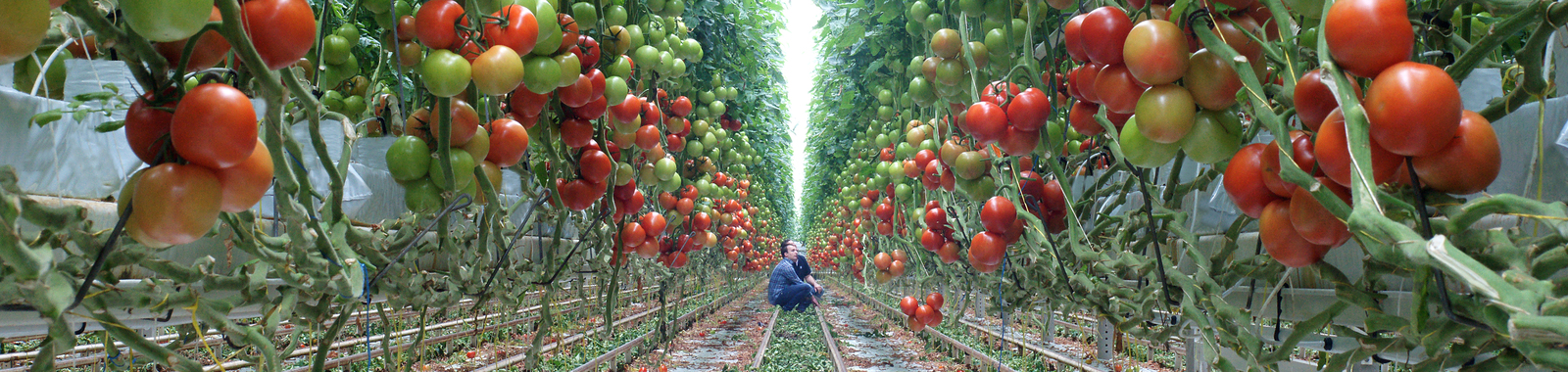 Het verhogen van de opbrengst bij tomaten