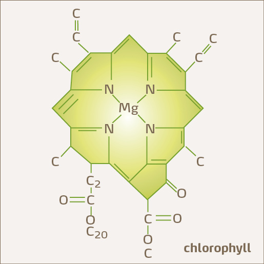 Chlorophyl Diagram