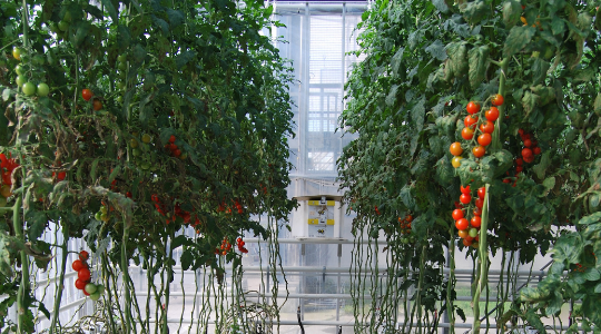 Siliciumproef tomaten in kas Yara Vlaardingen