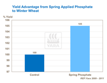 Impact application phosphore au printemps sur blé d'hiver