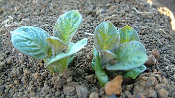 Besoins  avant buttage