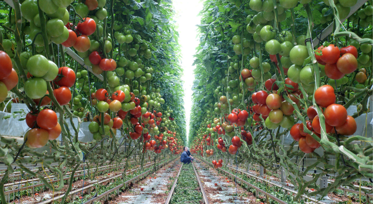 Tomaten in kas