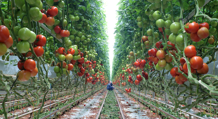 Boriumgebrek (b) in tomaten